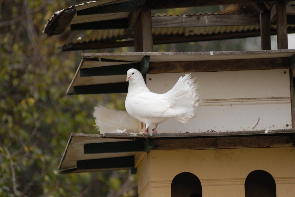Bed and Breakfast The Dove Cote Танунда Экстерьер фото